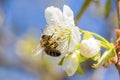 Bee Anthophila during the harvest of cherry tree Cerasus nectar Royalty Free Stock Photo